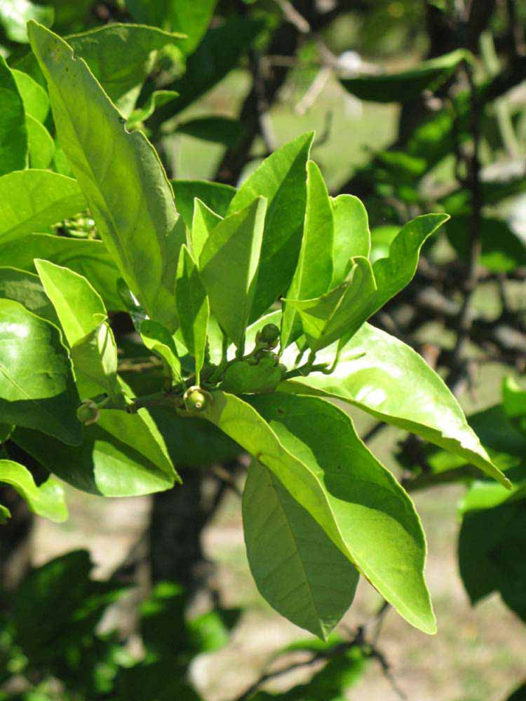              Sun leaves (Winter Haven, FL)       